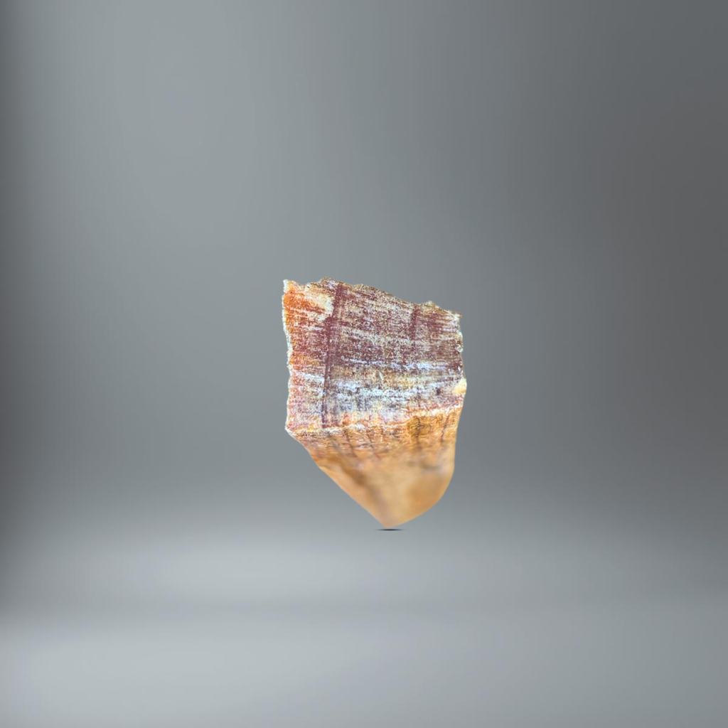 BlackSellig Kienspan im Querschnitt